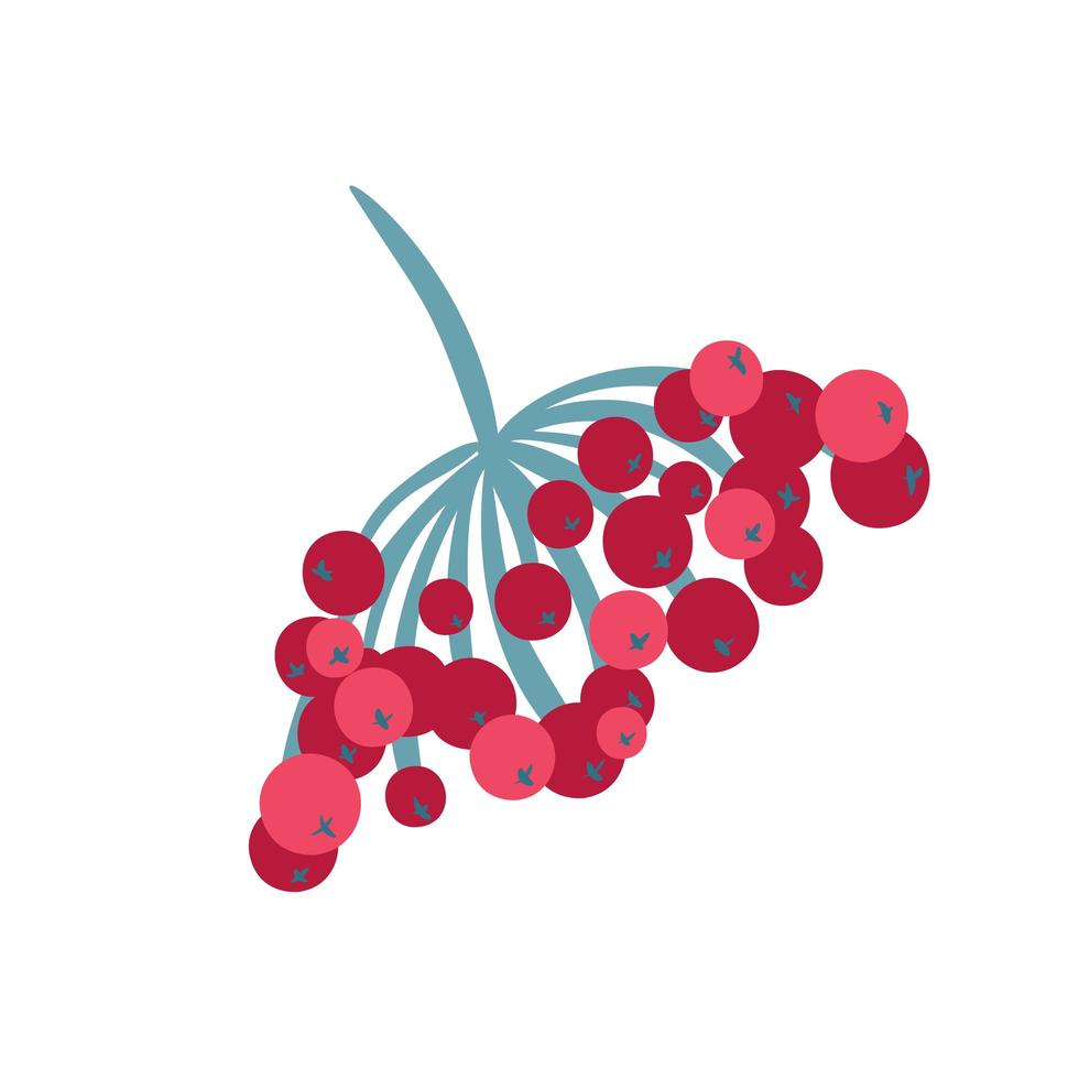 Red viburnum berries branch design vector