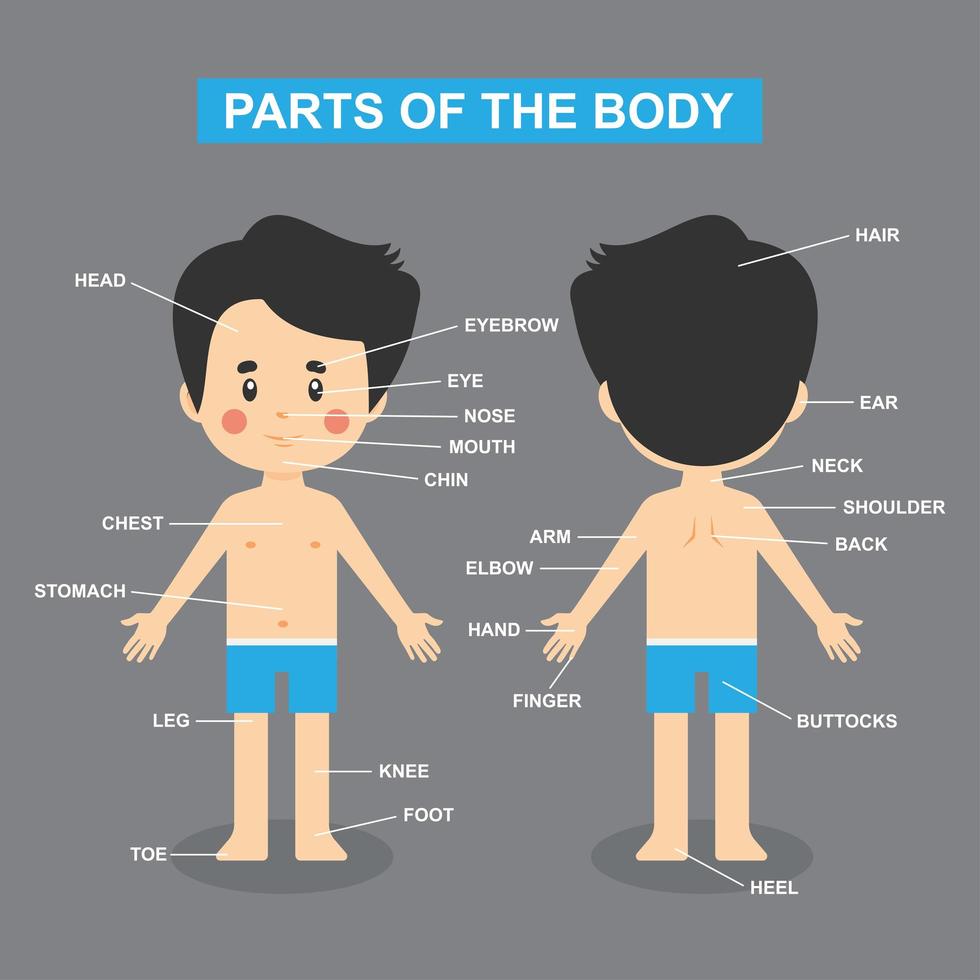 tabla de partes del cuerpo con chico vector