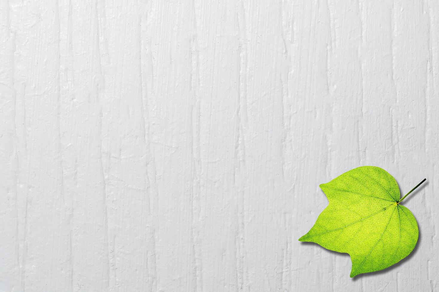 Green leaf on light background photo