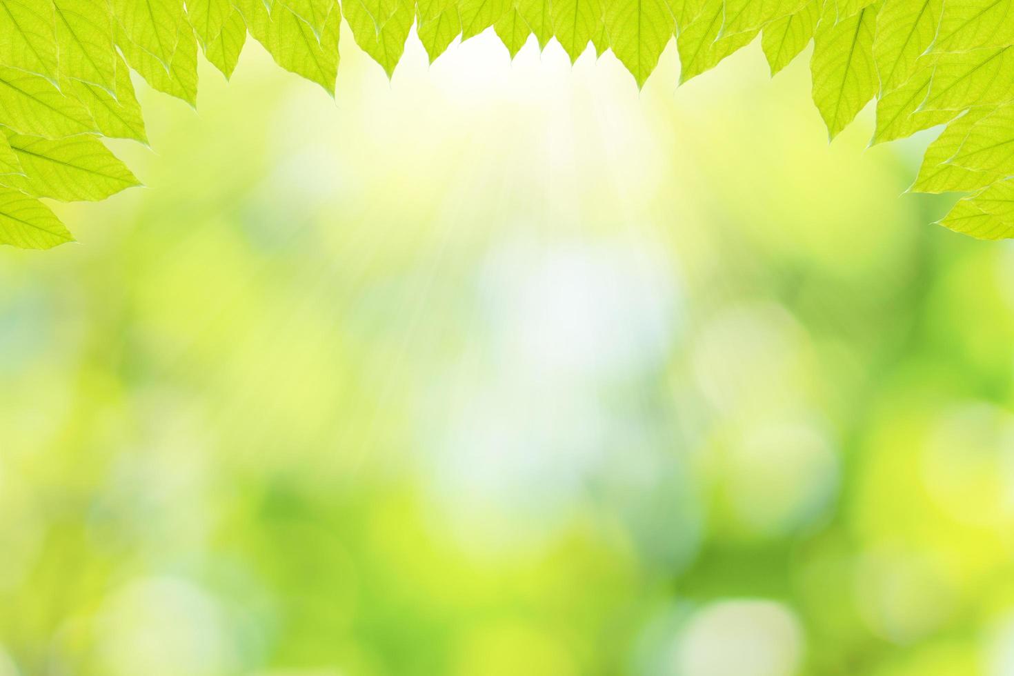 Green leaves with bokeh background photo
