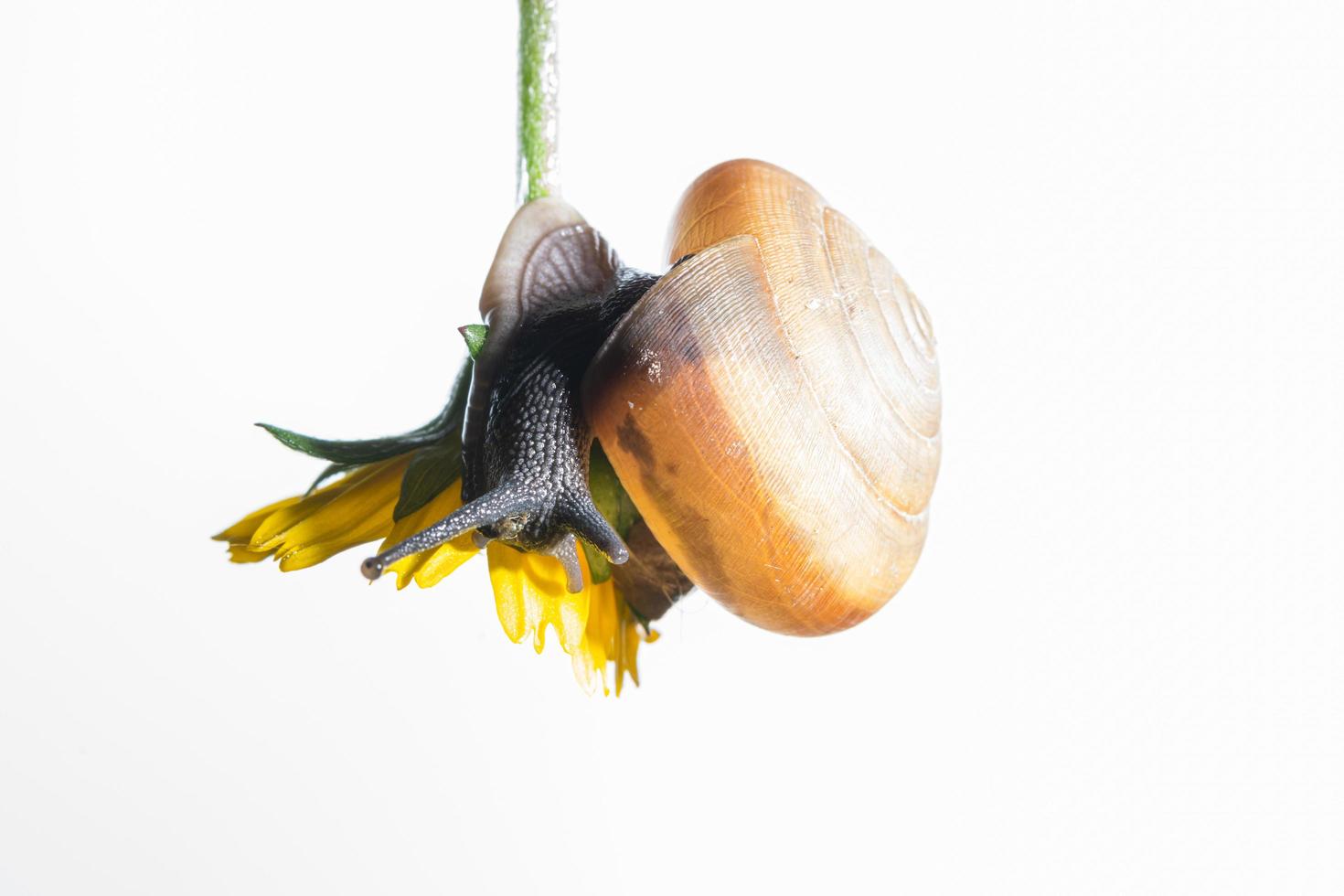 Caracol sobre una flor amarilla sobre fondo blanco. foto