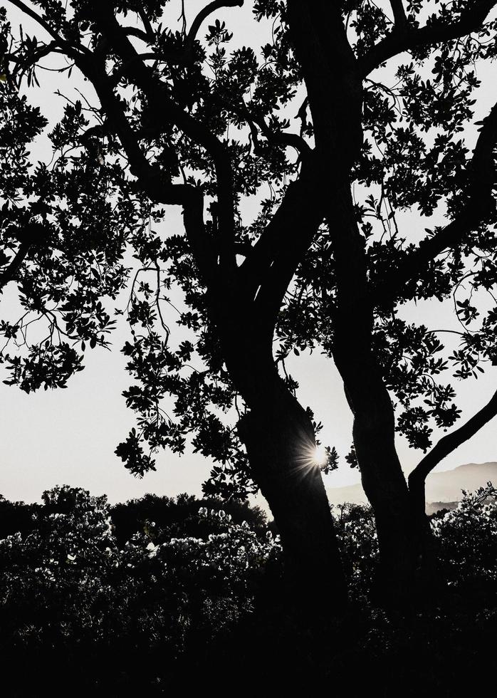 silueta de un árbol al atardecer foto