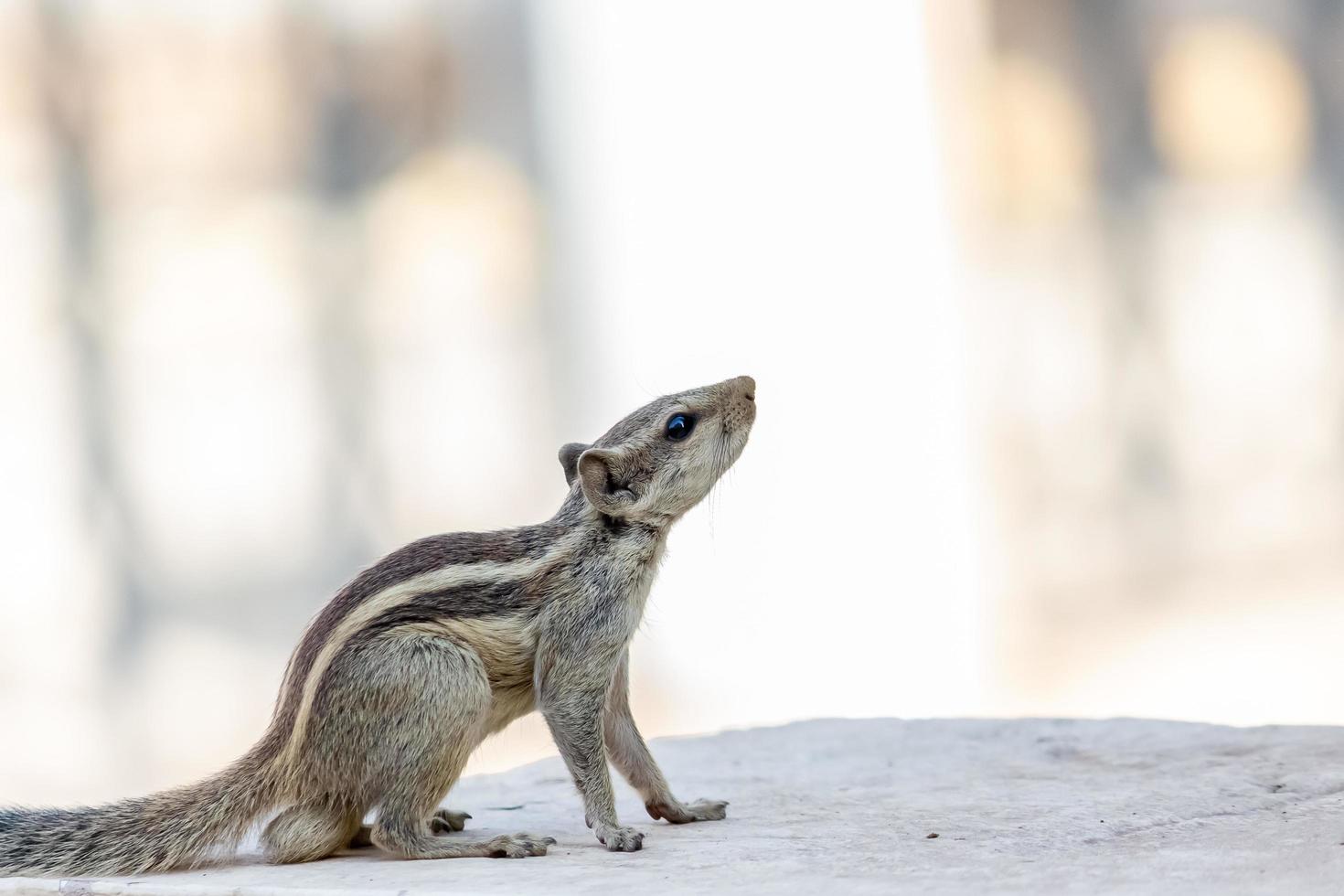 Close-up of a squirrel on concrete photo