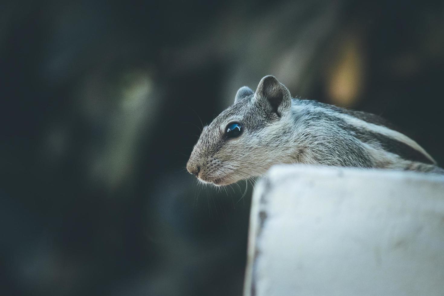 Close-up of a gray and black squirrel photo