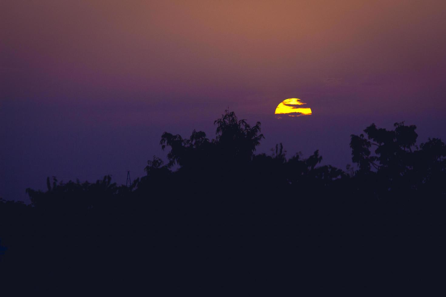 Silhouette of trees at dusk photo