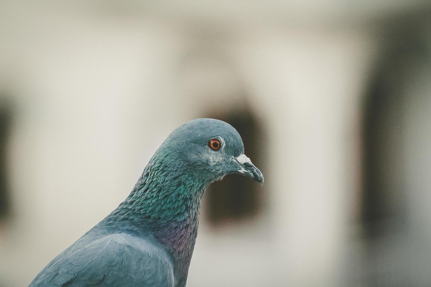 Close-up of a pigeon photo