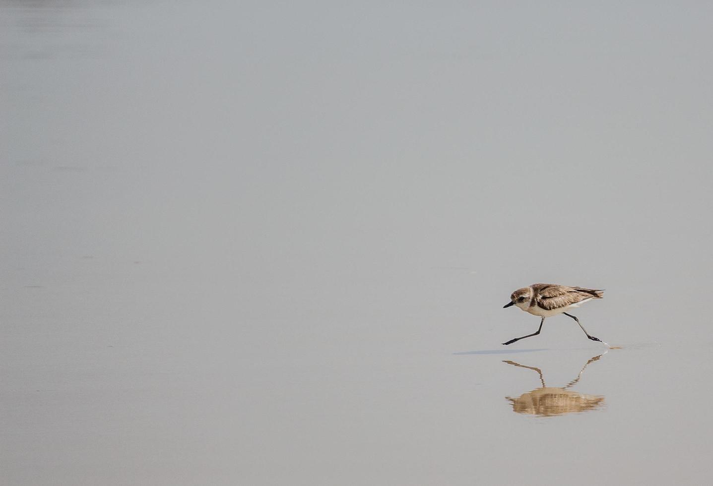 pájaro marrón caminando sobre el agua foto
