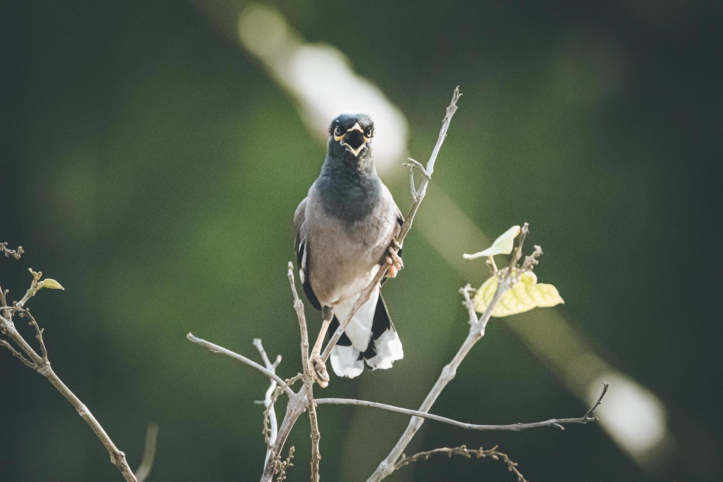 Pigeon on a tree branch photo