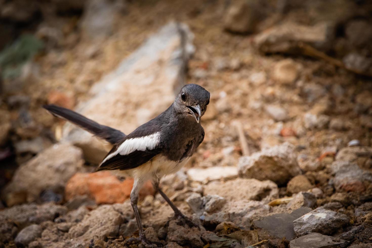 Close-up a brown and white bird on the ground photo