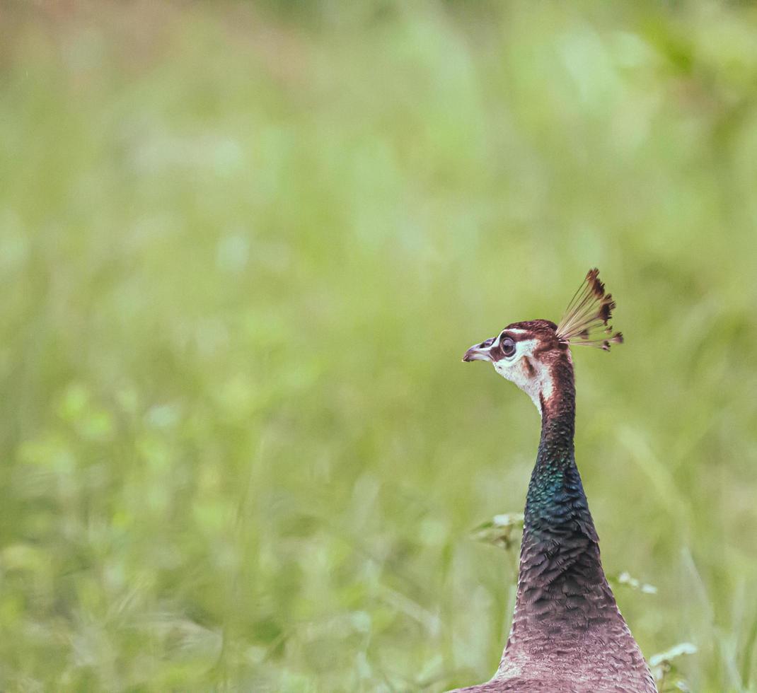 Peacock and green grass photo