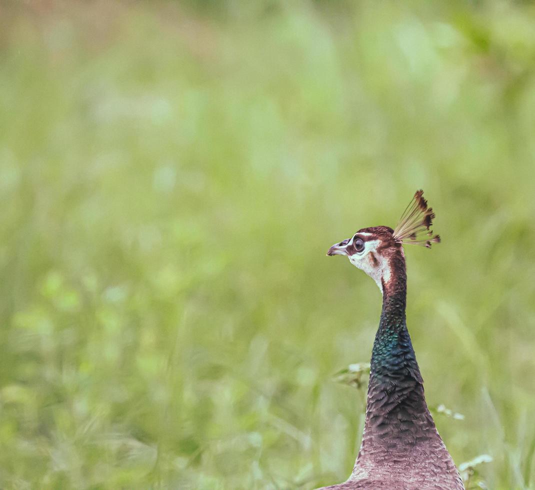 pavo real y pasto verde foto