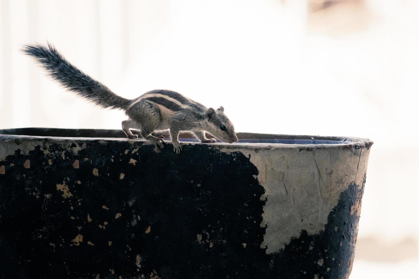 Gray squirrel on a bowl photo