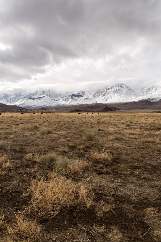 Landscape photo of dry grass field and mountains