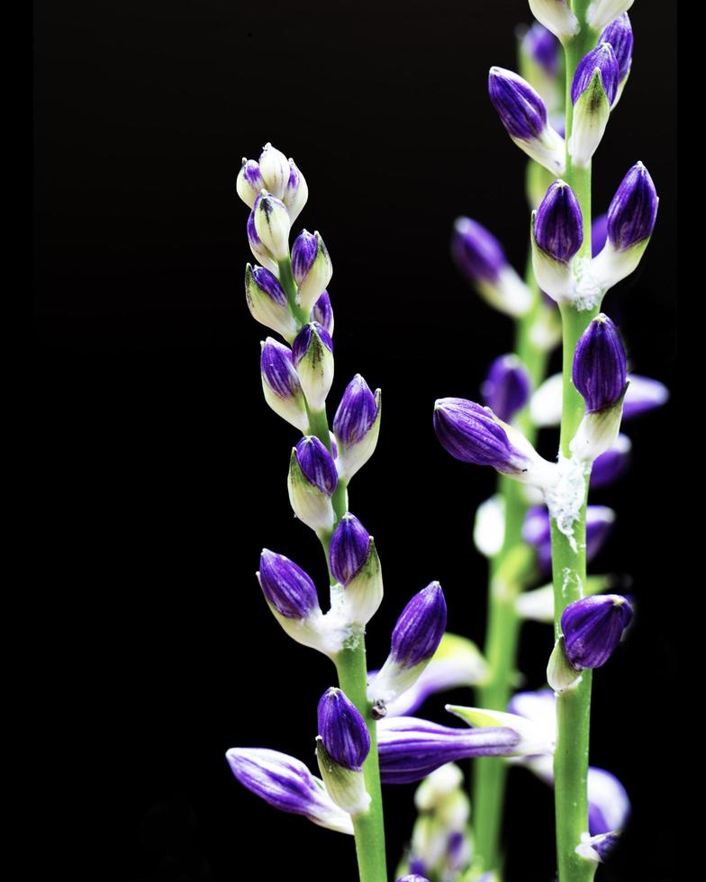 Stalks of purple hosta blooms photo