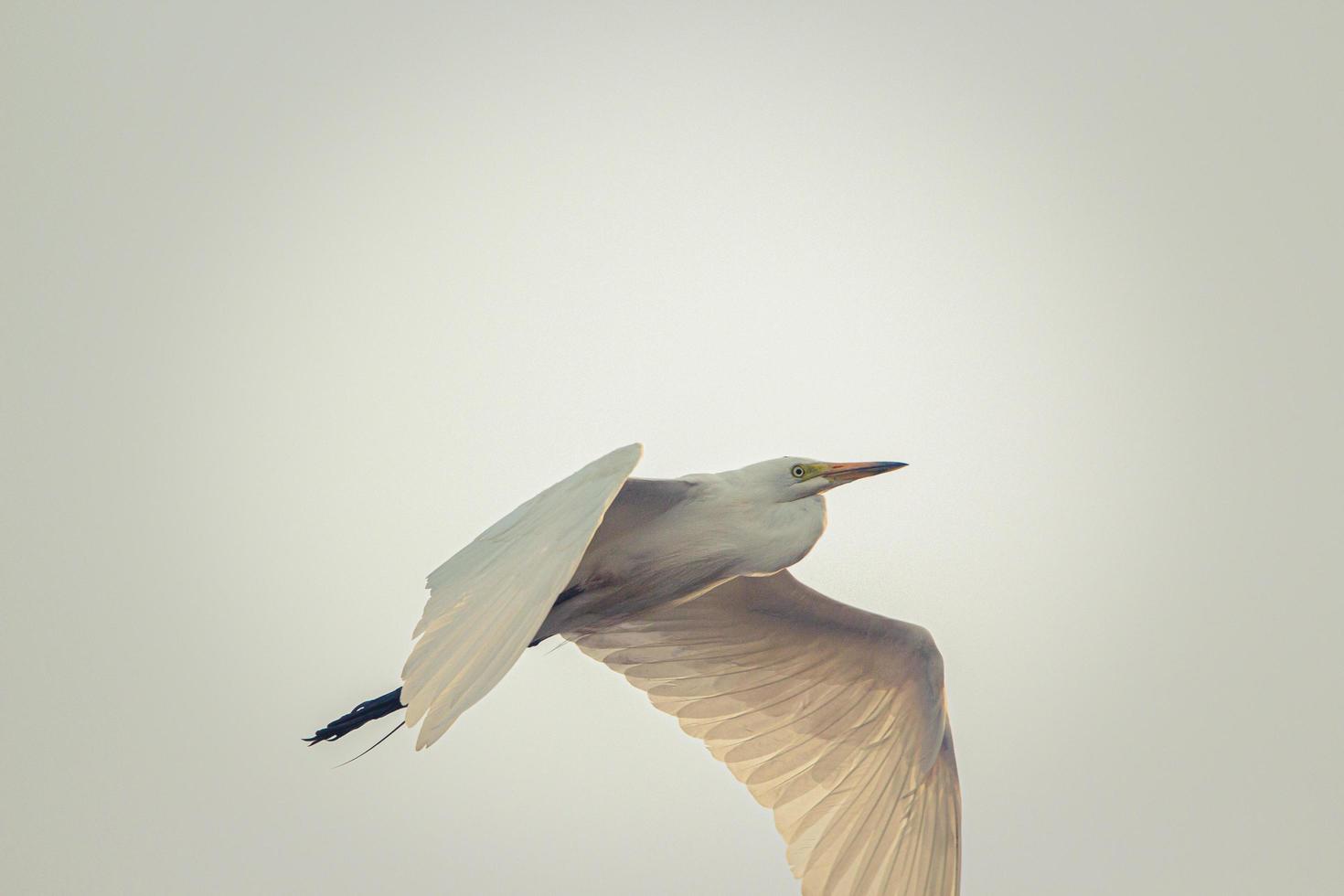 pájaro blanco en vuelo foto