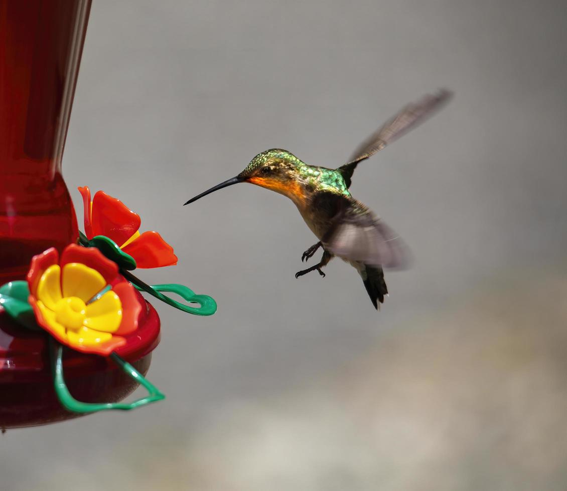 colibrí se acerca al alimentador de néctar foto