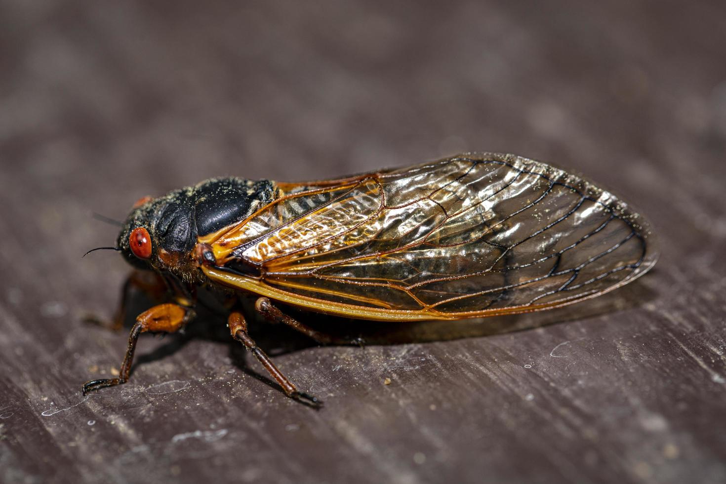 Cicada side view photo