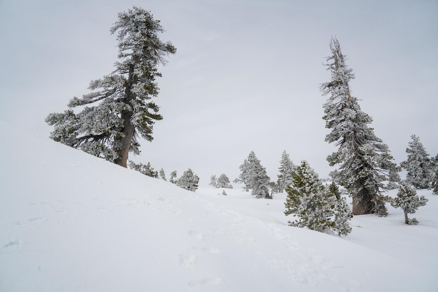 las maravillas de invierno foto