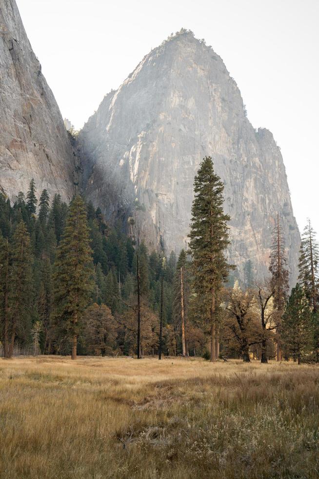 Pine tree near mountain photo