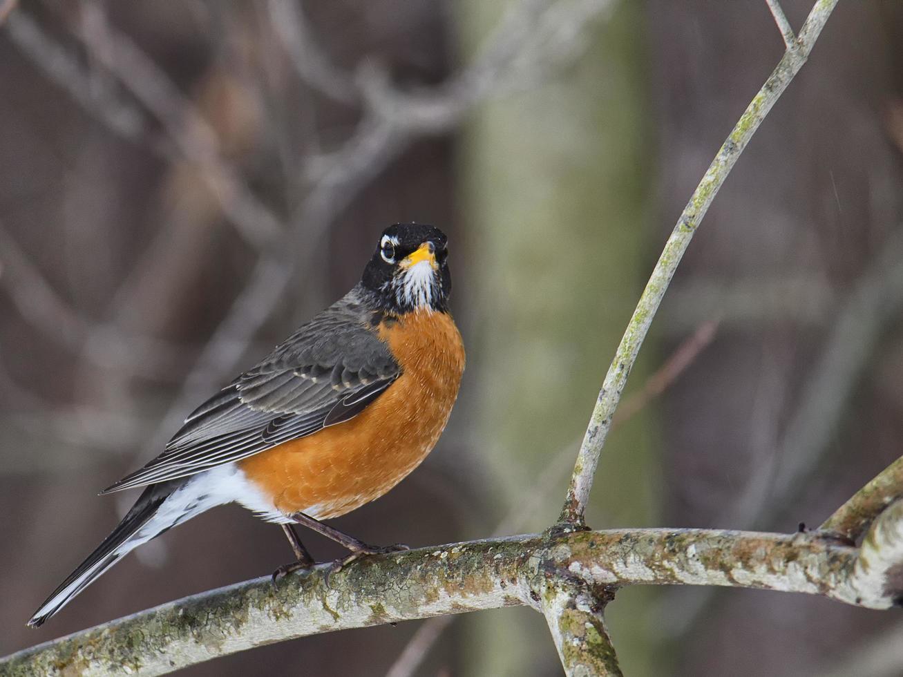 Male robin in winter scene photo