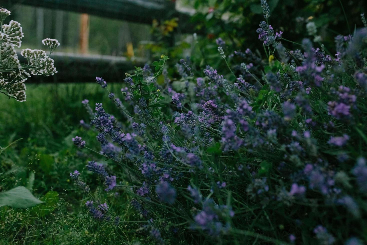 Purple lavender flowers photo