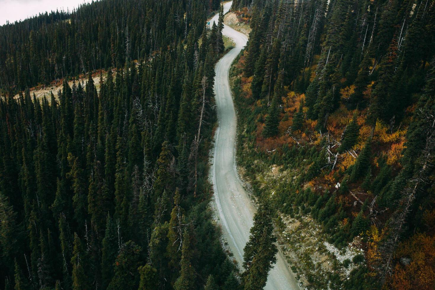 Vista aérea de la carretera vacía a través del bosque durante el día. foto