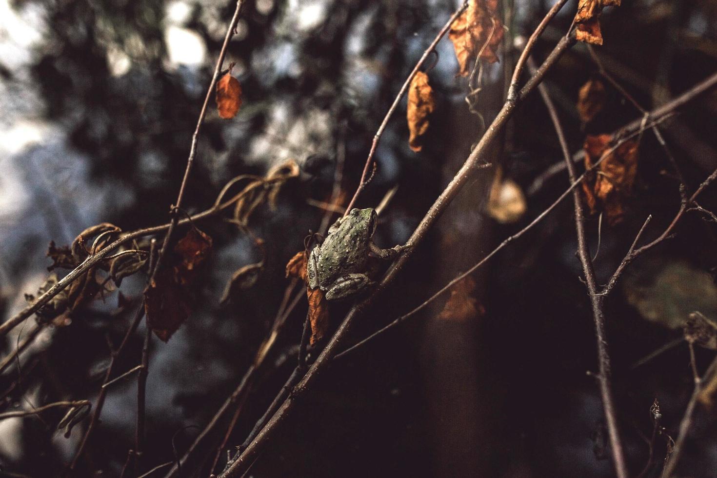 Small tree frog on a brown stem in autumn season photo