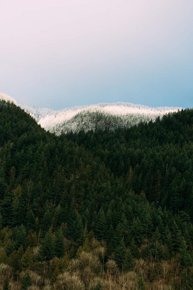 árboles verdes en la montaña bajo un cielo azul durante el día foto