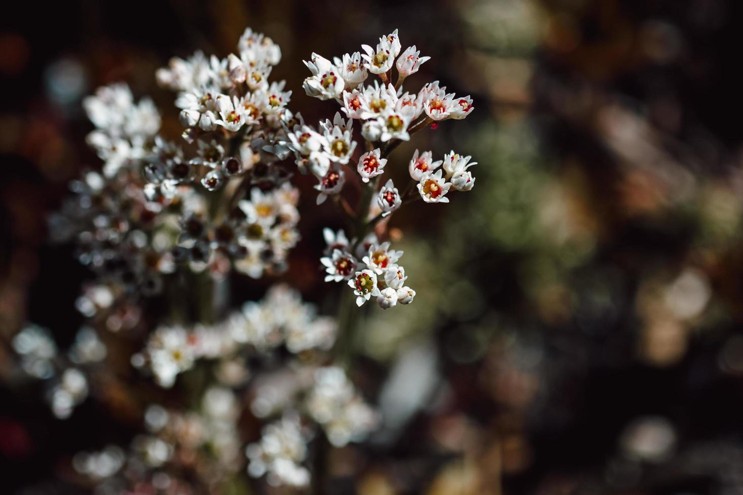 Small white flowers in tilt shift lens photo