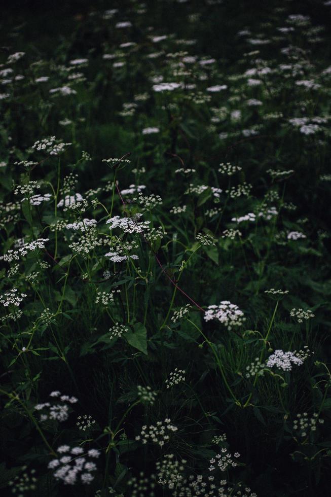 White and purple flowers in tilt shift lens photo