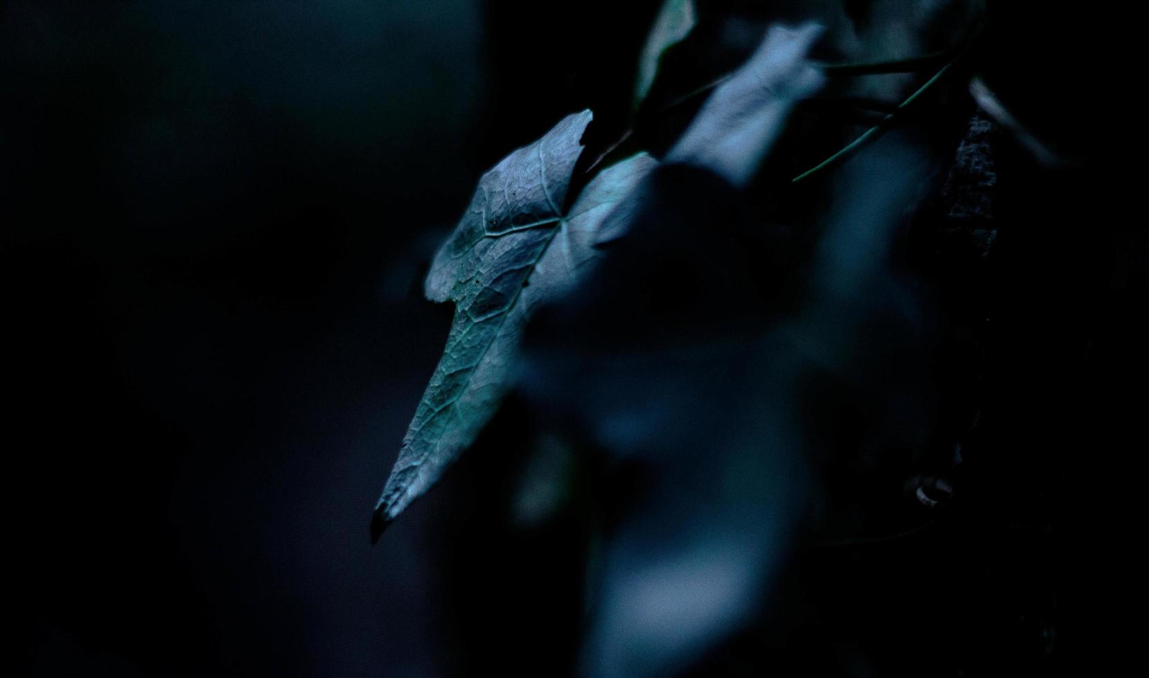 hojas de hiedra en la noche foto