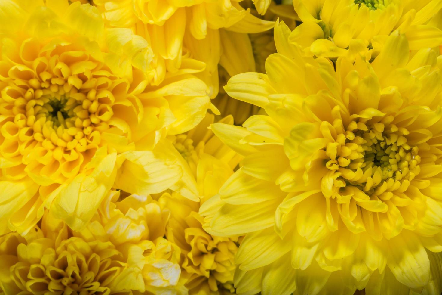 Yellow chrysanthemums flowers photo