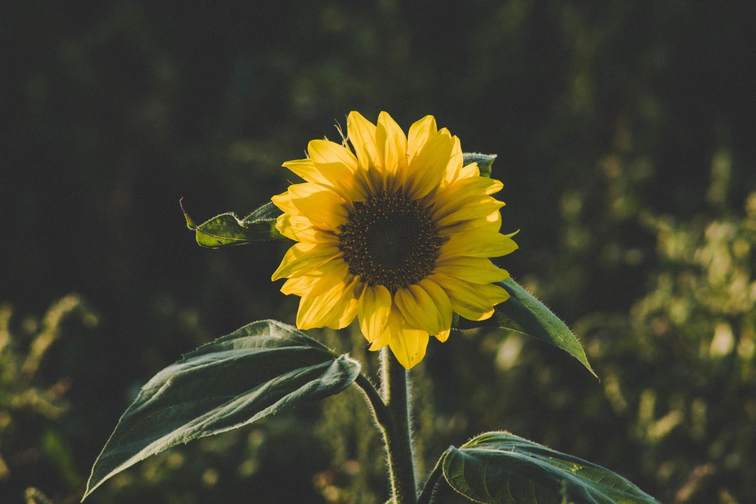 Sunflower in the evening photo