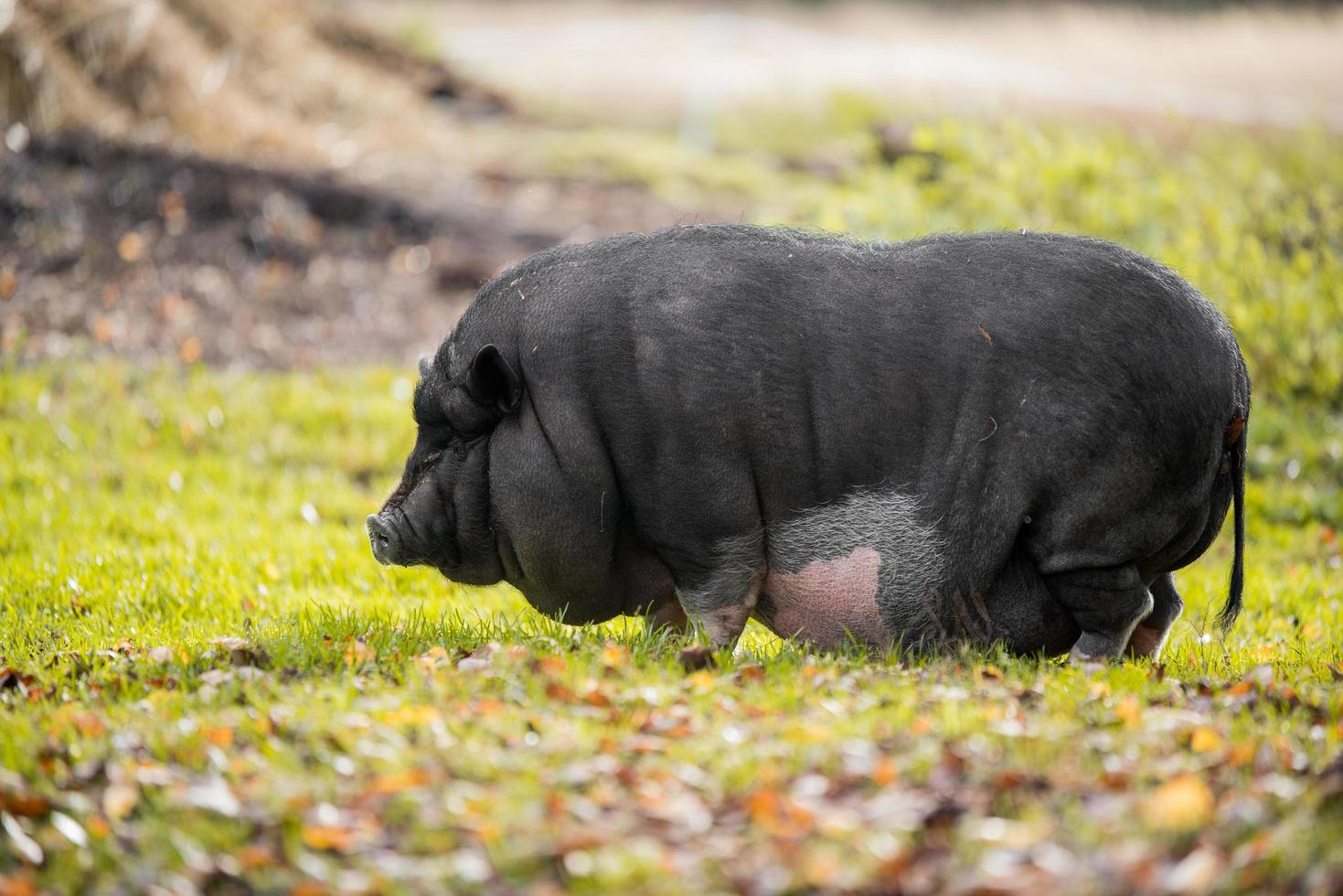 Pig in grass photo