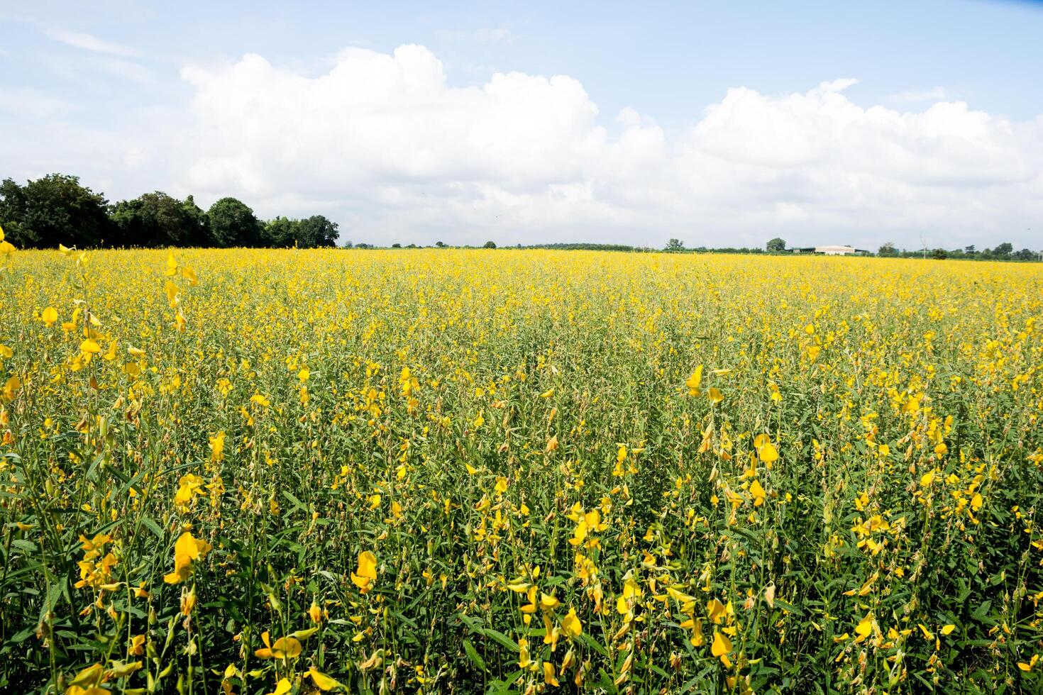 flores de crotalaria chachoengsao foto