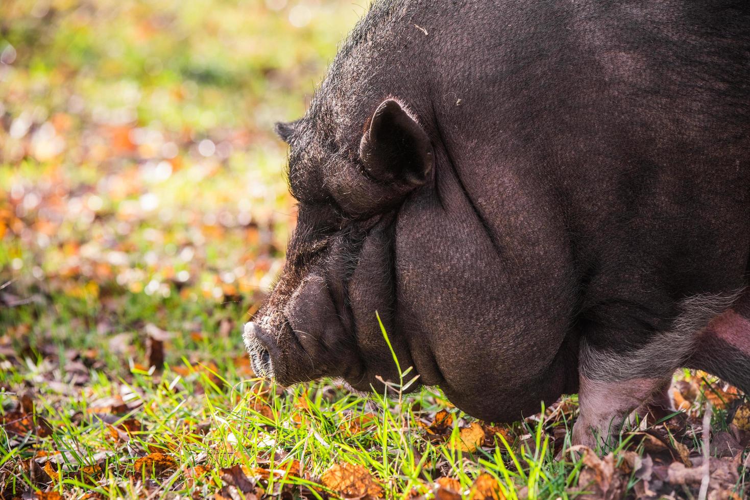 Black pig eating grass photo