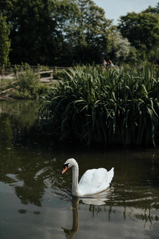 Swan on the river photo