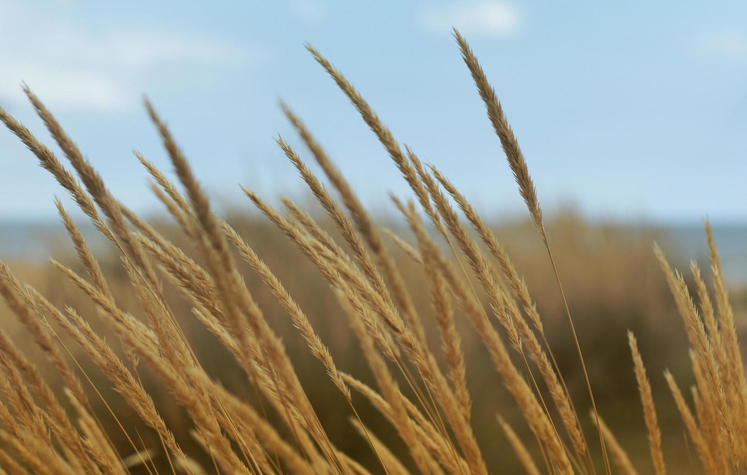 campo de trigo bajo un cielo azul foto