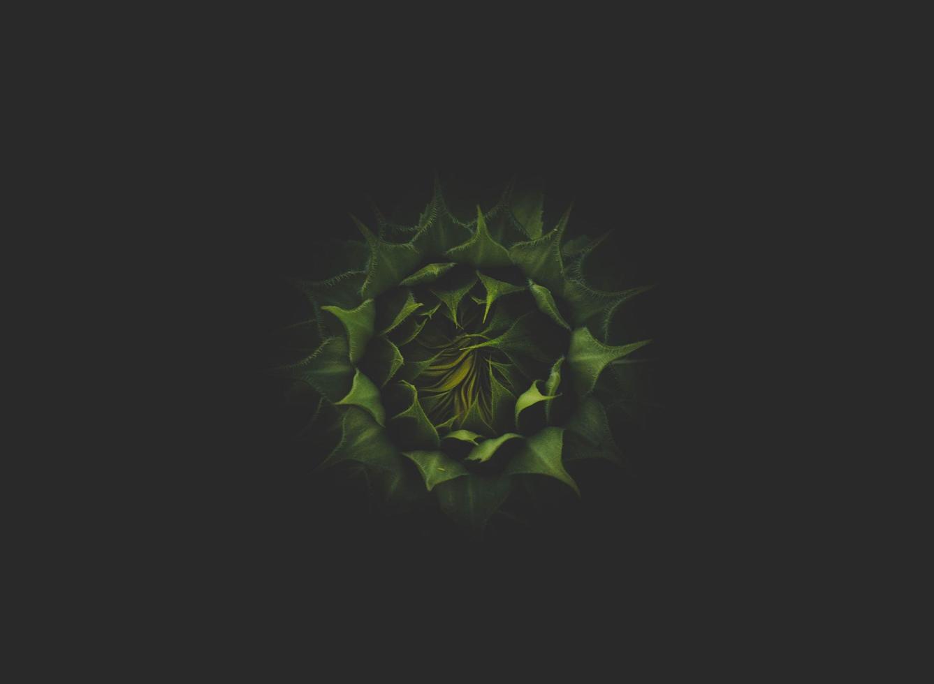 Top view of succulent plant photo