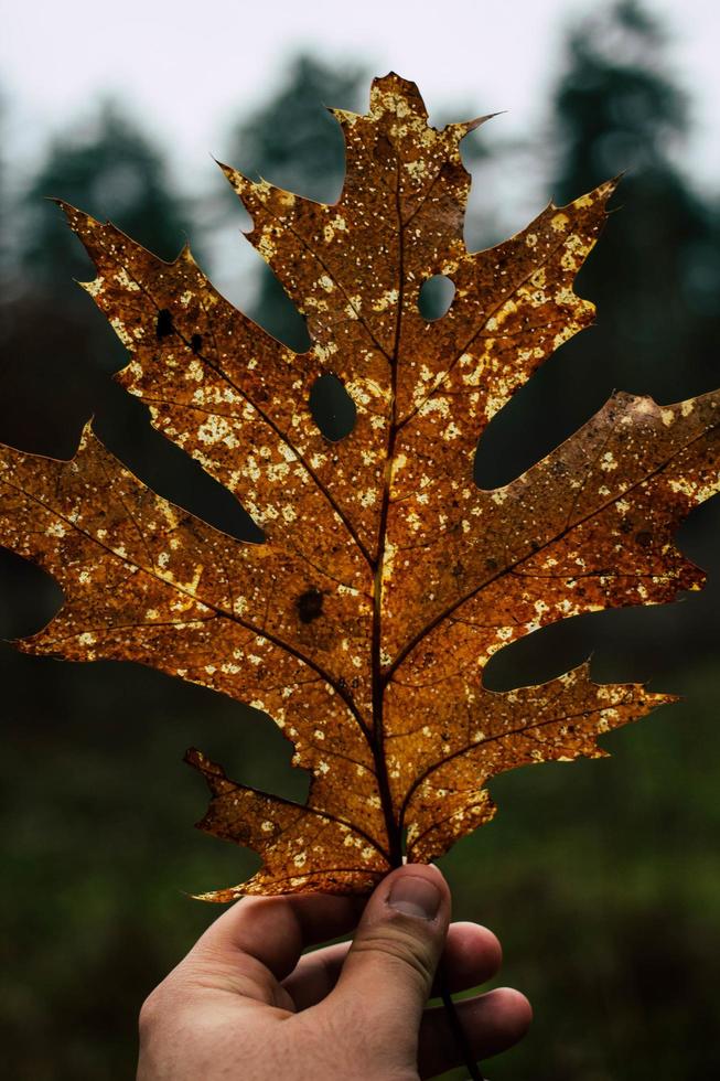 Close-up of person holding a dried leaf photo