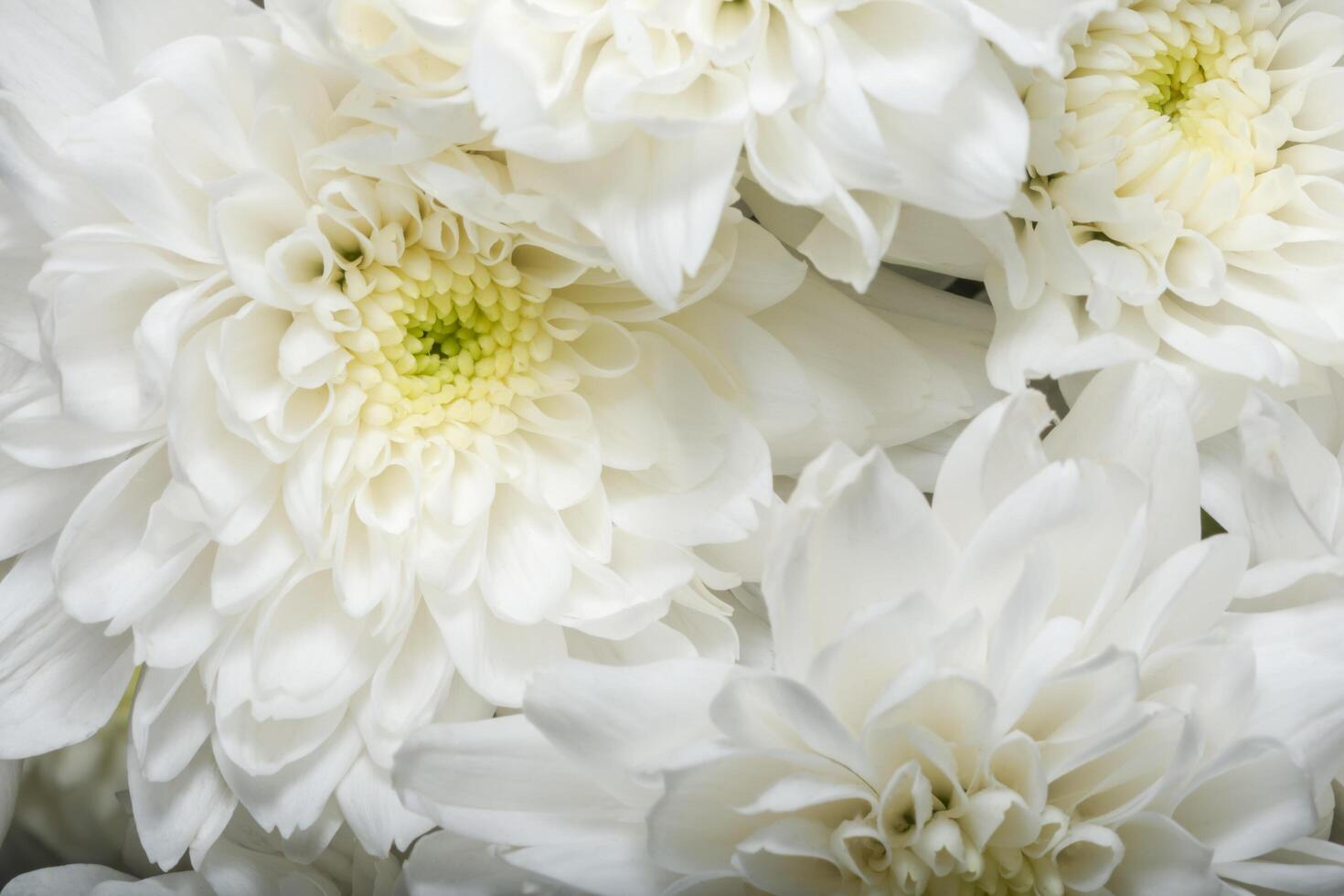 Chrysanthemum white flower close-up photo