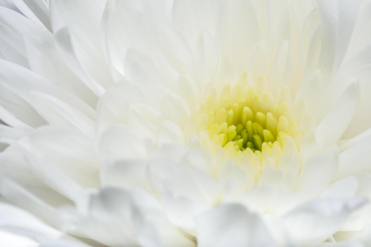 Chrysanthemum white flower close-up photo