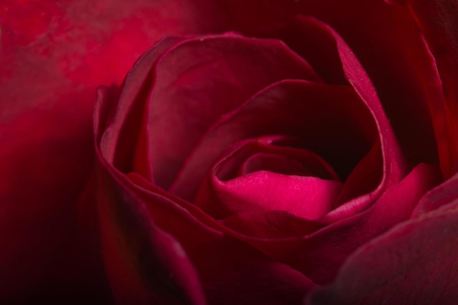 primer plano de hermosas rosas rojas foto