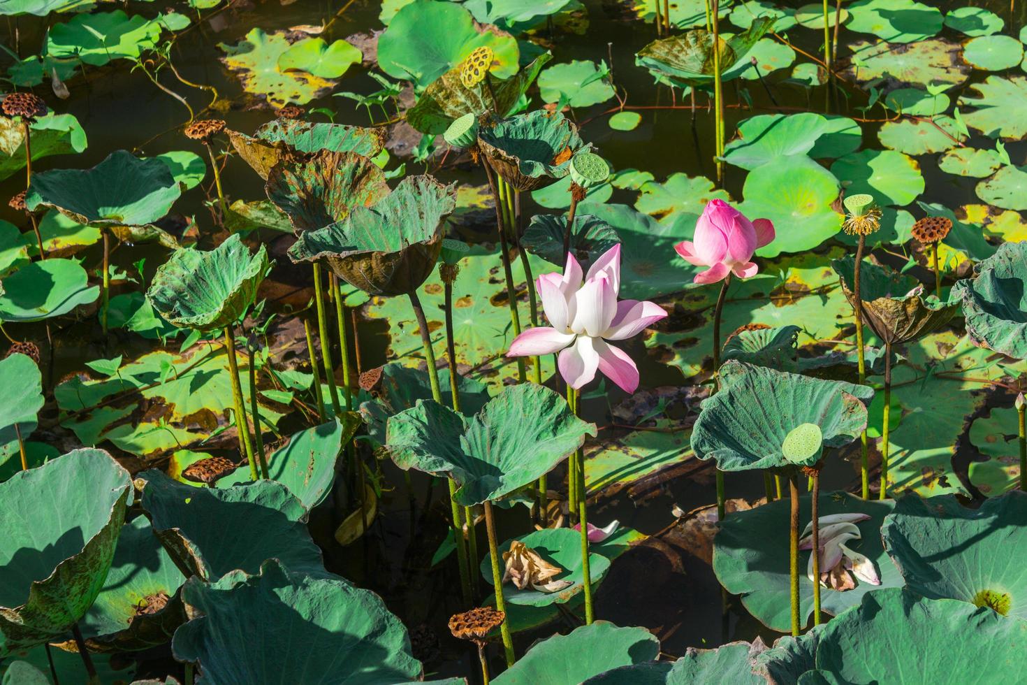 Lotus pond during the day photo