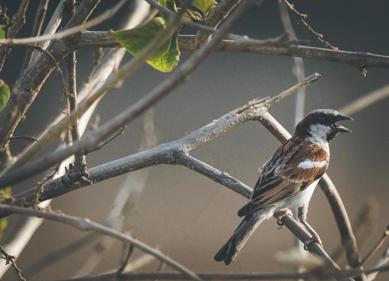 Sparrow on a tree photo