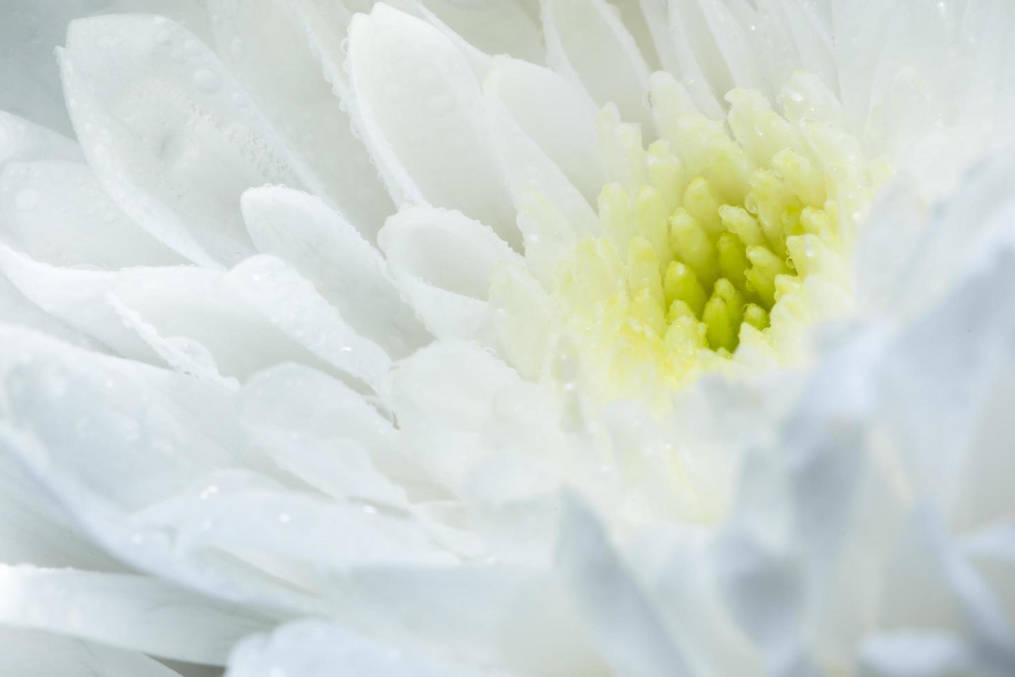 primer plano de flor blanca de crisantemo. foto