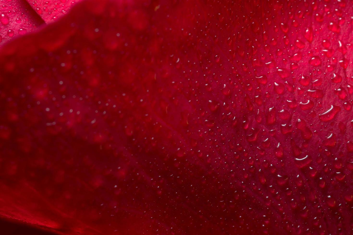 primer plano de hermosas rosas rojas foto