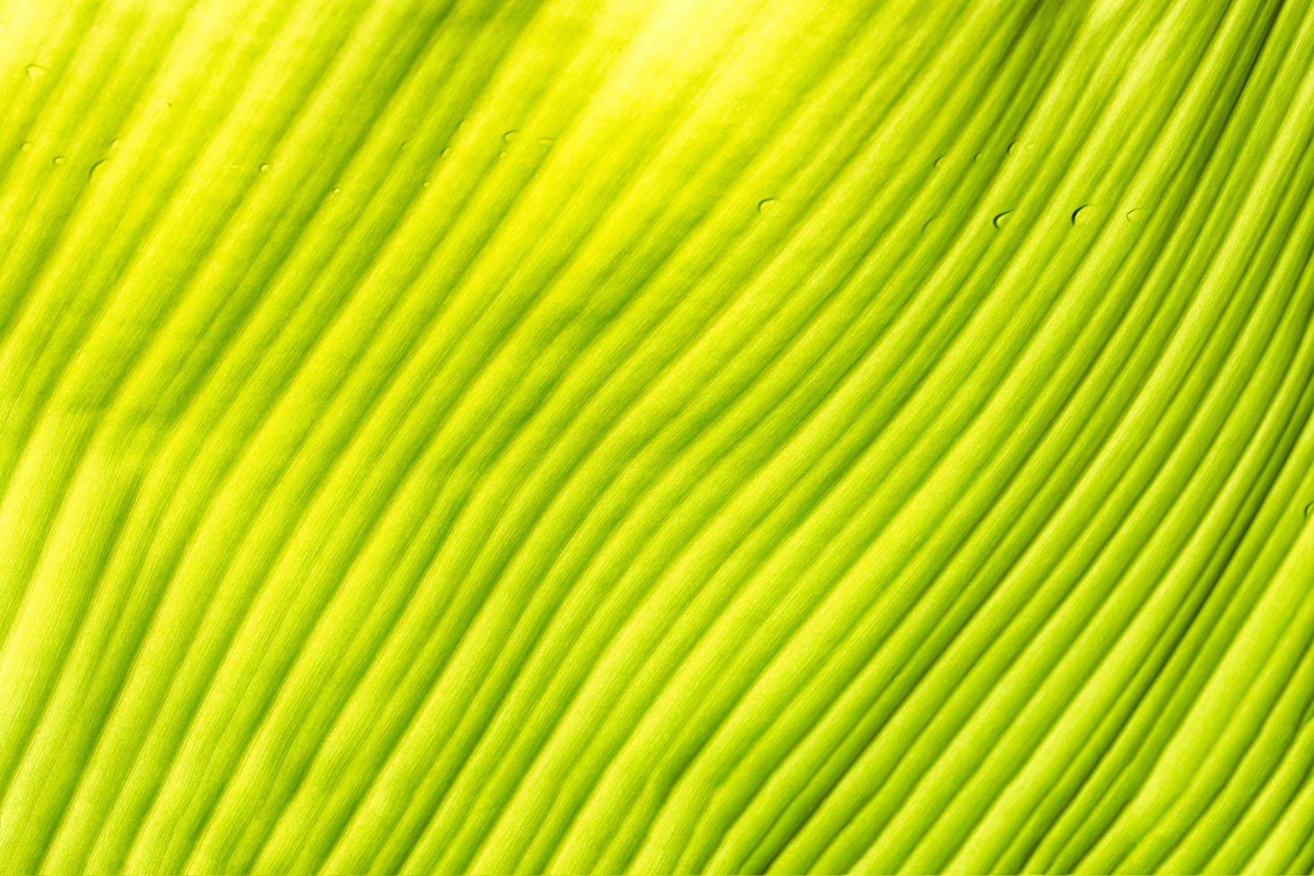 textura de hoja verde foto