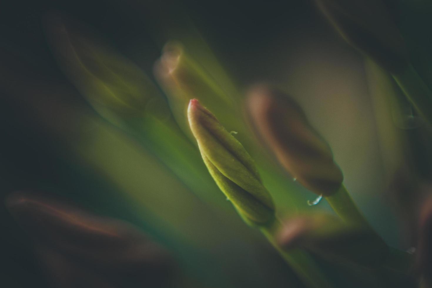 Soft focus on flower buds photo