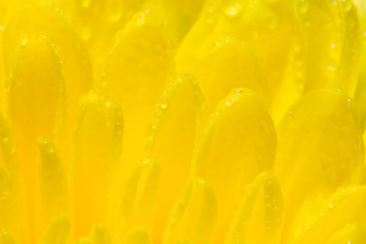 flor de crisantemos amarillos foto